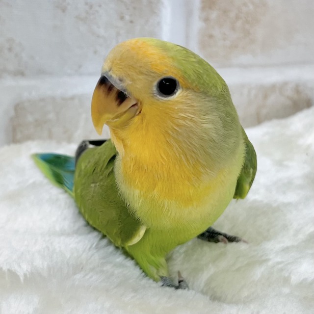 お顔にキラキラオレンジ🍊✨　コザクラインコ（オレンジフェイス）