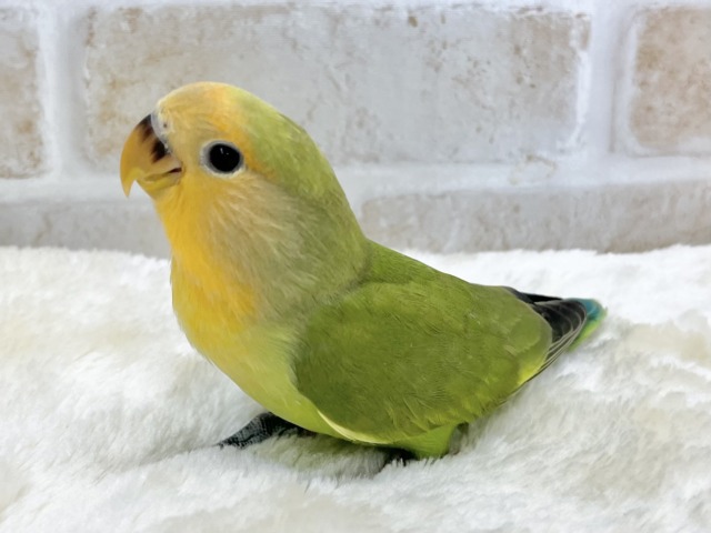 コザクラインコ（小桜インコ）