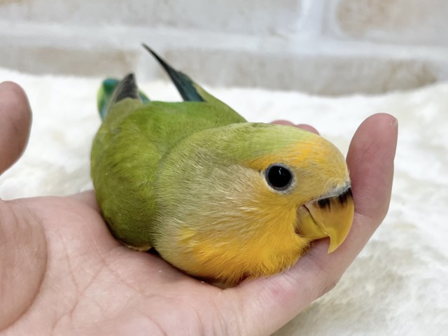コザクラインコ（小桜インコ）