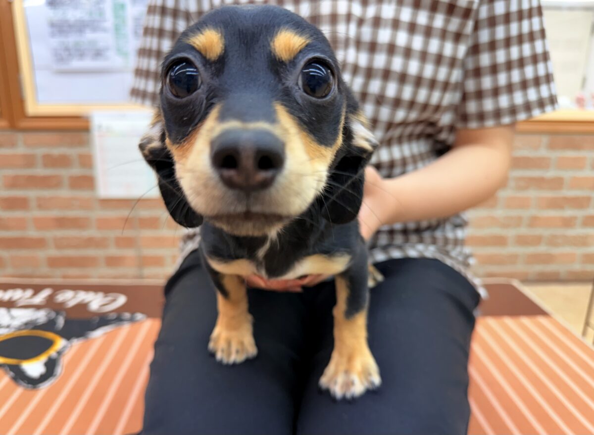 チワックス
