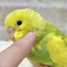 【🆙最新画像あり‼️】甘えん坊に育ちました💓💓  セキセイインコ（パイド）
