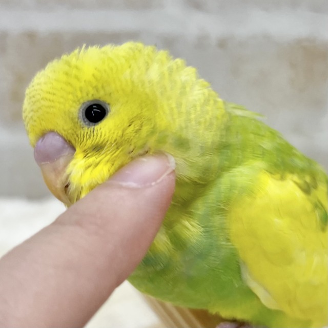 【🆙最新画像あり‼️】甘えん坊に育ちました💓💓 セキセイインコ（パイド）
