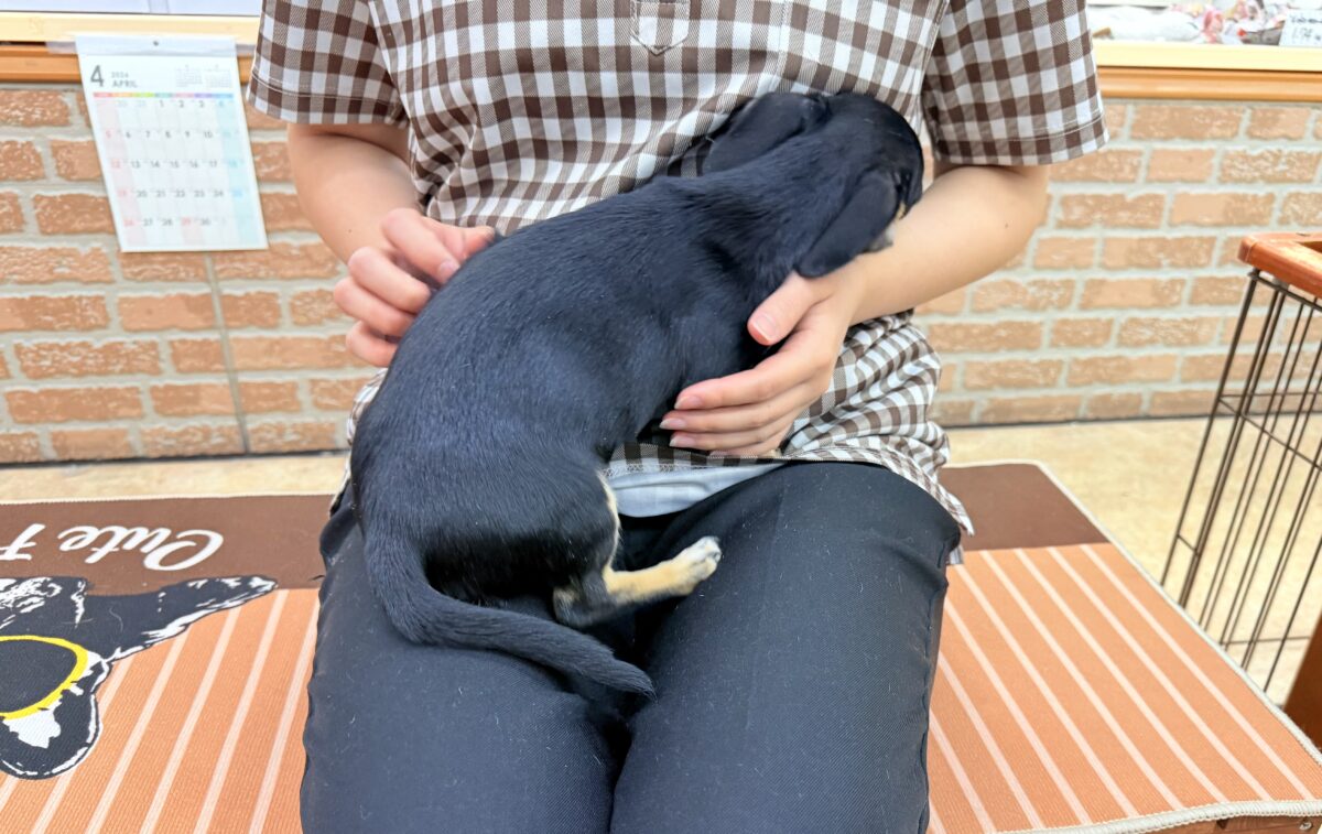 チワックス