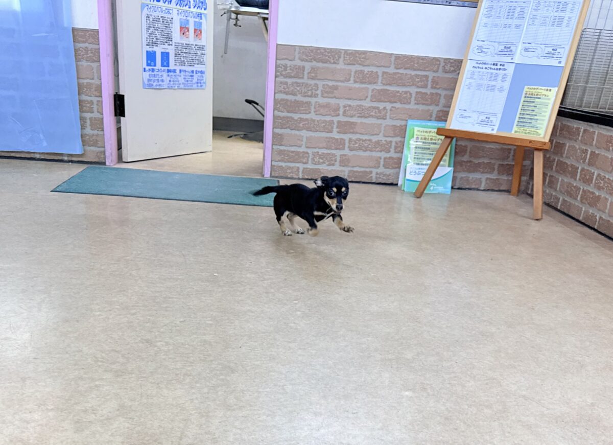 チワックス