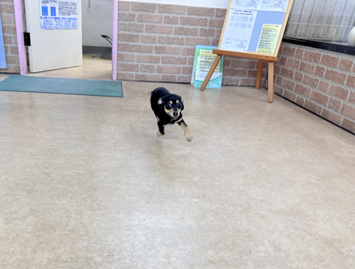 チワックス