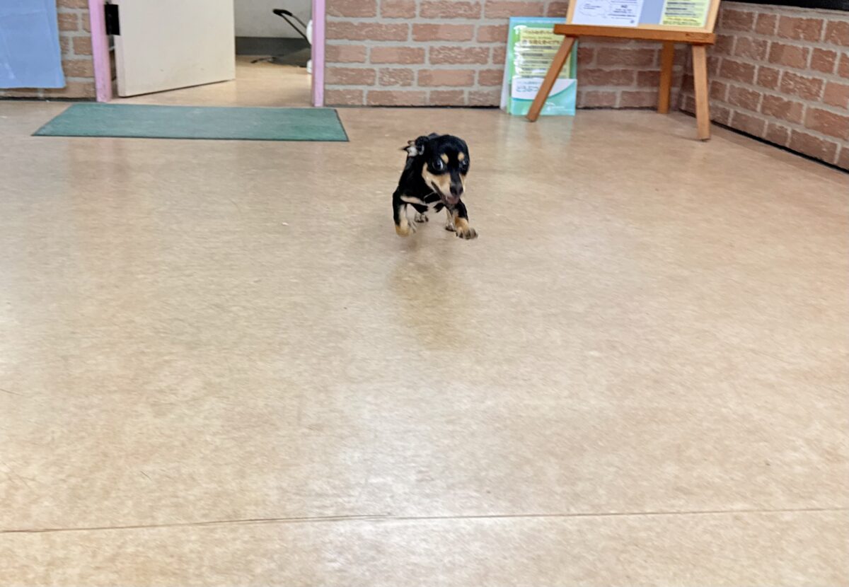 チワックス