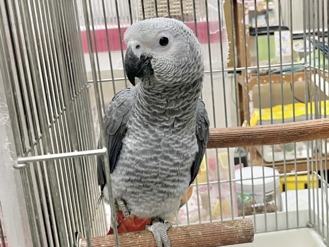 ヨウム