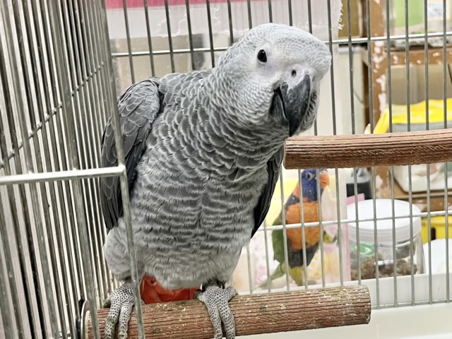 ヨウム
