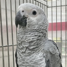 おしゃべり練習中🦜🎶賢いヨウムちゃん💕