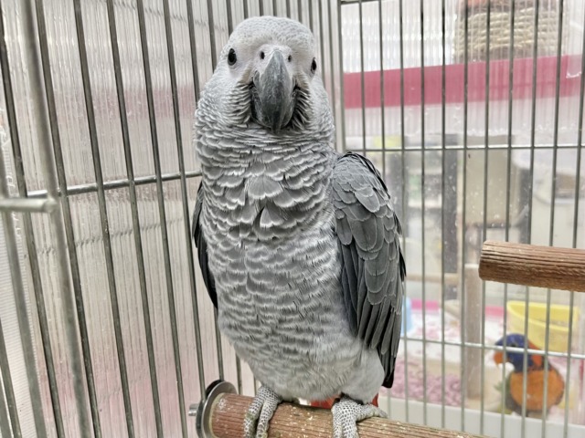 ヨウム
