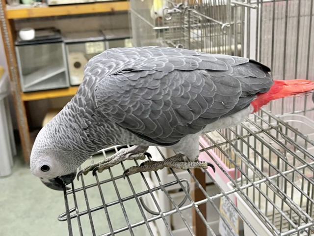 ヨウム