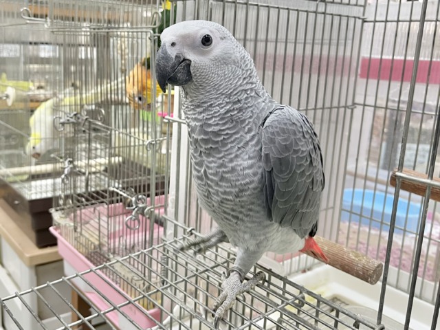ヨウム