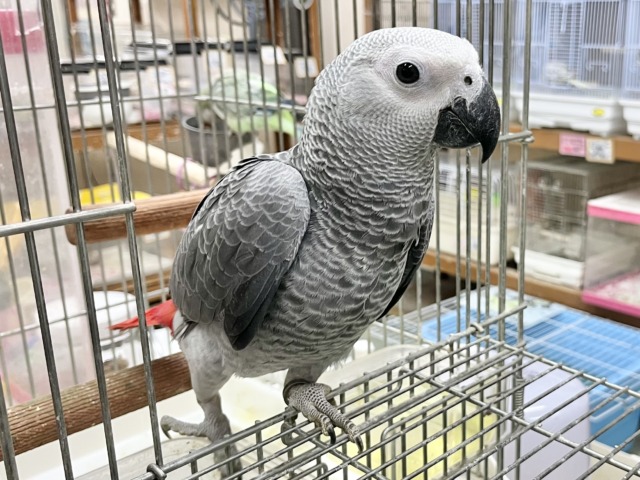 ヨウム