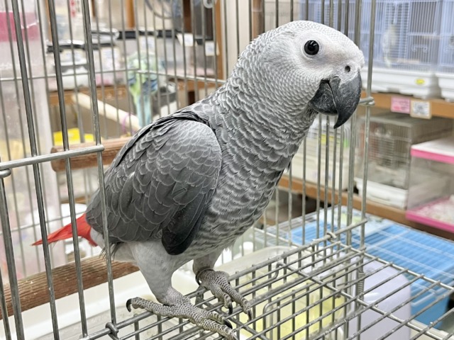 ヨウム