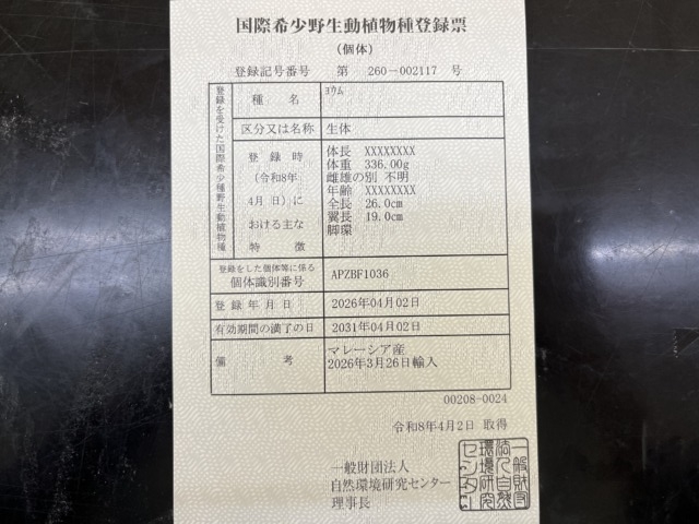 ヨウム
