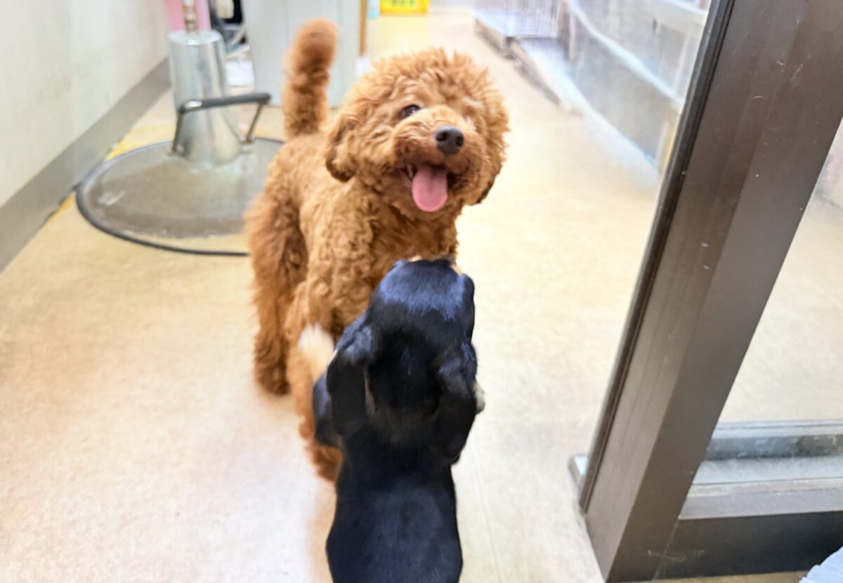 チワックス
