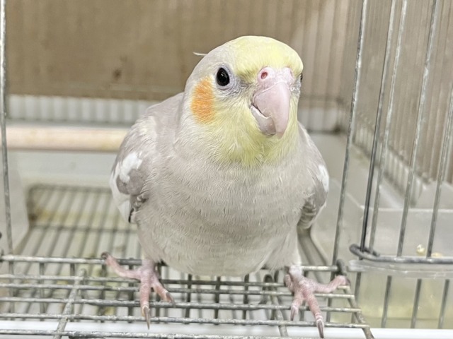 オカメインコ
