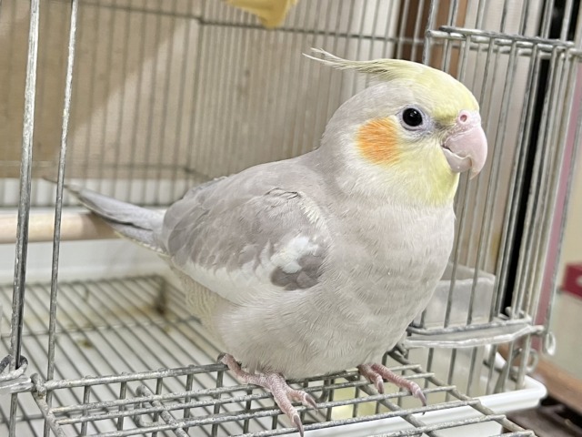 オカメインコ