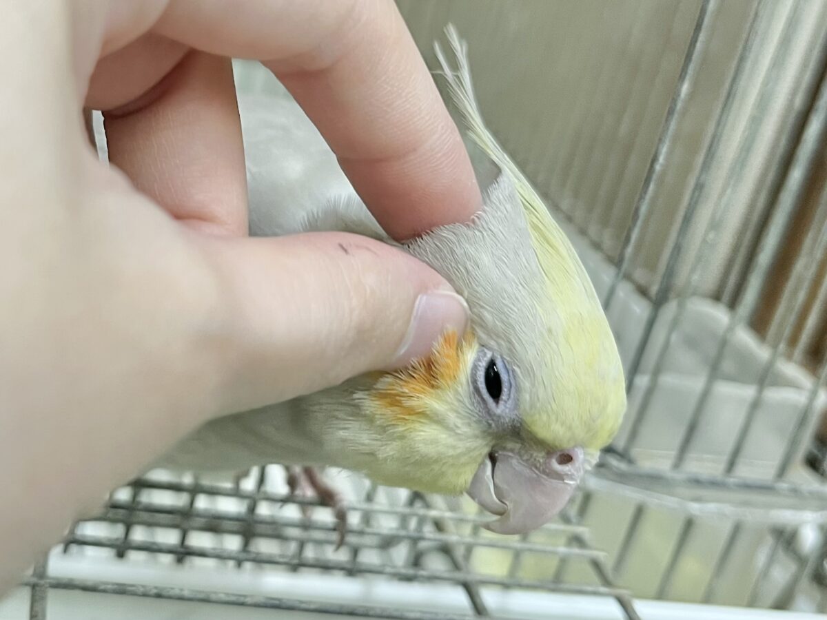 オカメインコ
