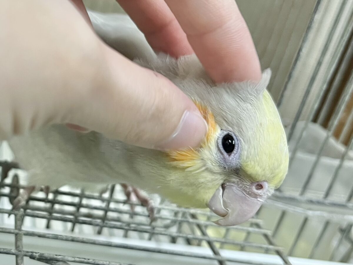 オカメインコ