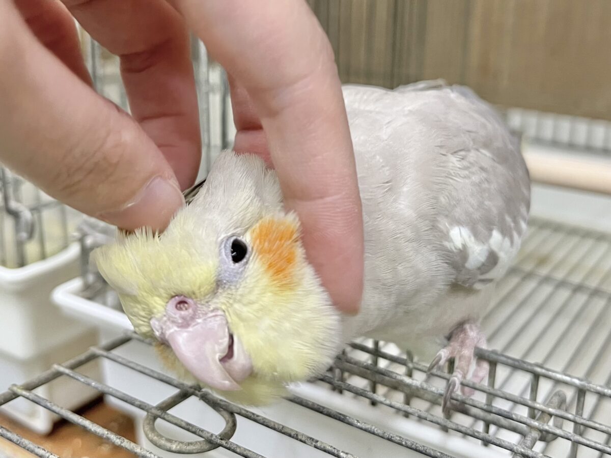 オカメインコ