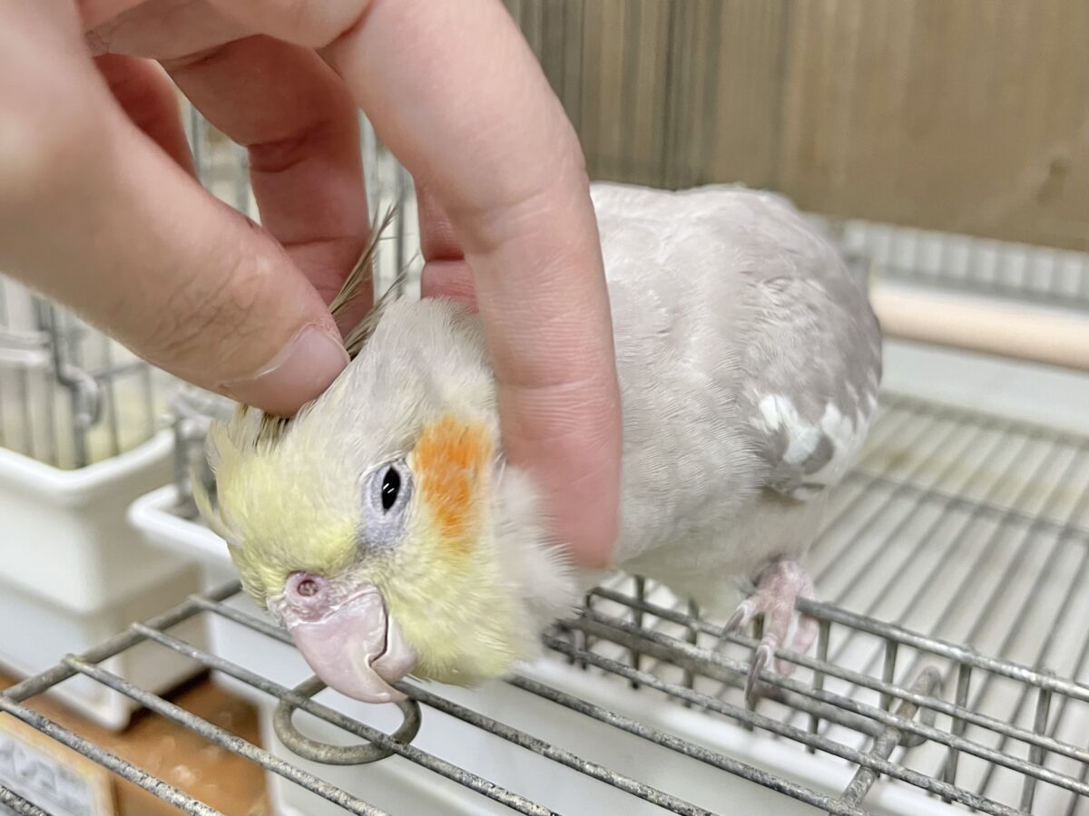 オカメインコ