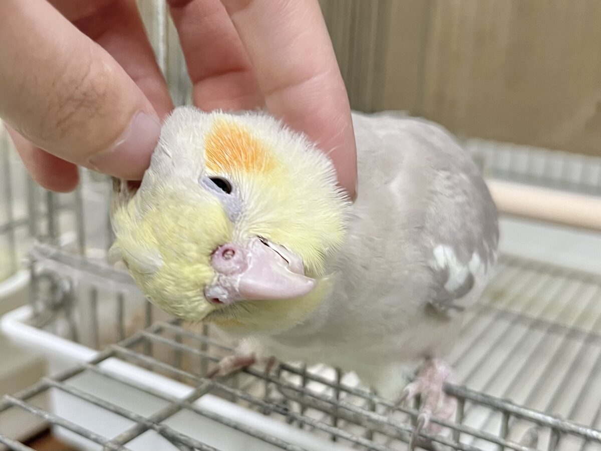 オカメインコ