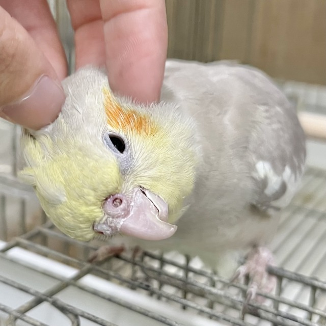 カキカキのトリコ…🫶💕　オカメインコ（シナモン）