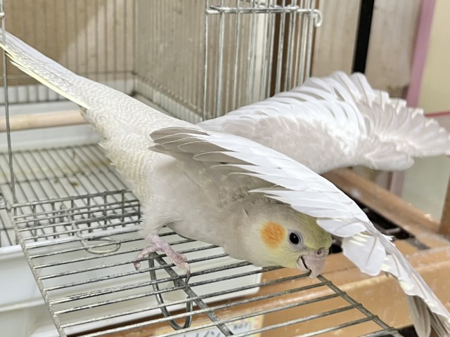 オカメインコ