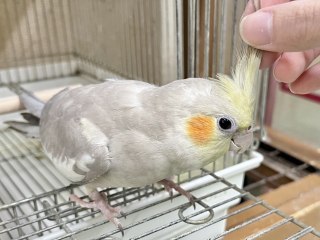オカメインコ