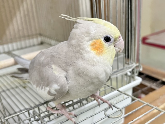 オカメインコ