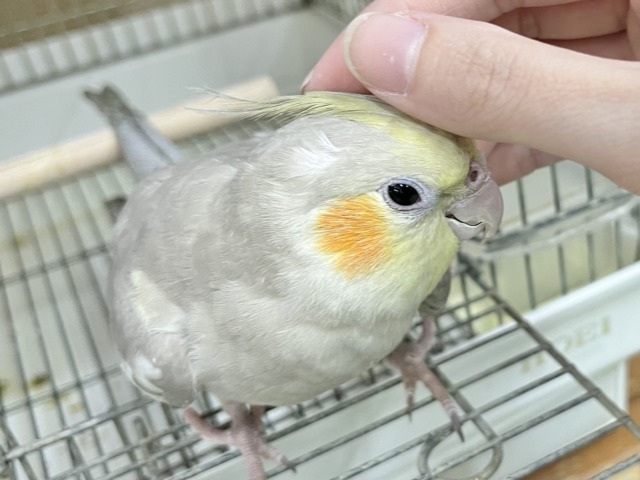 オカメインコ