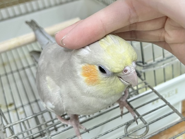 オカメインコ
