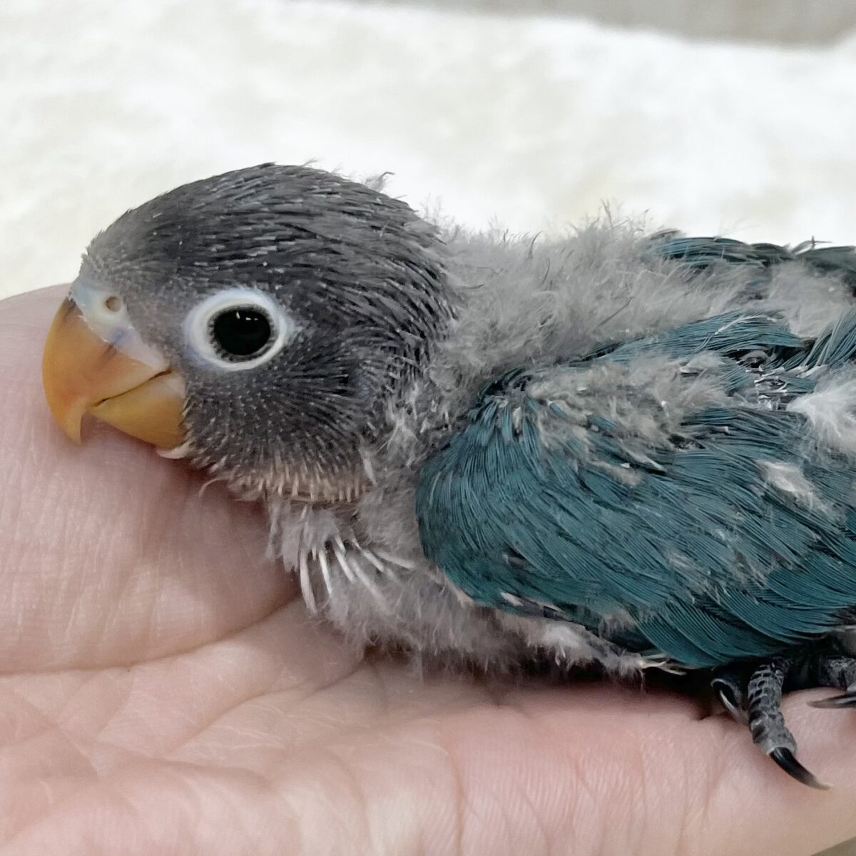 深みブルーがキレイ〜🥰💙　ブルーボタンインコ