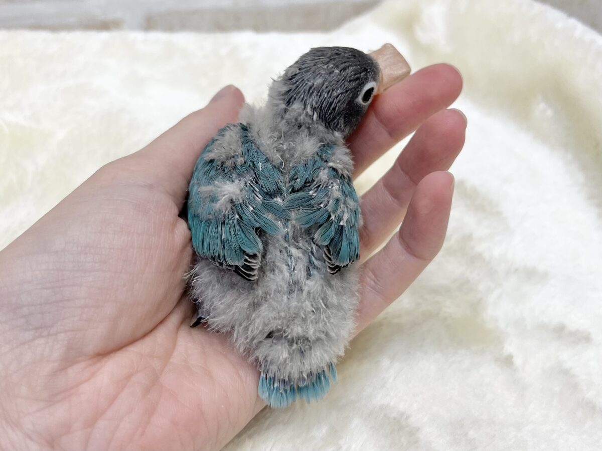 ブルーボタンインコ