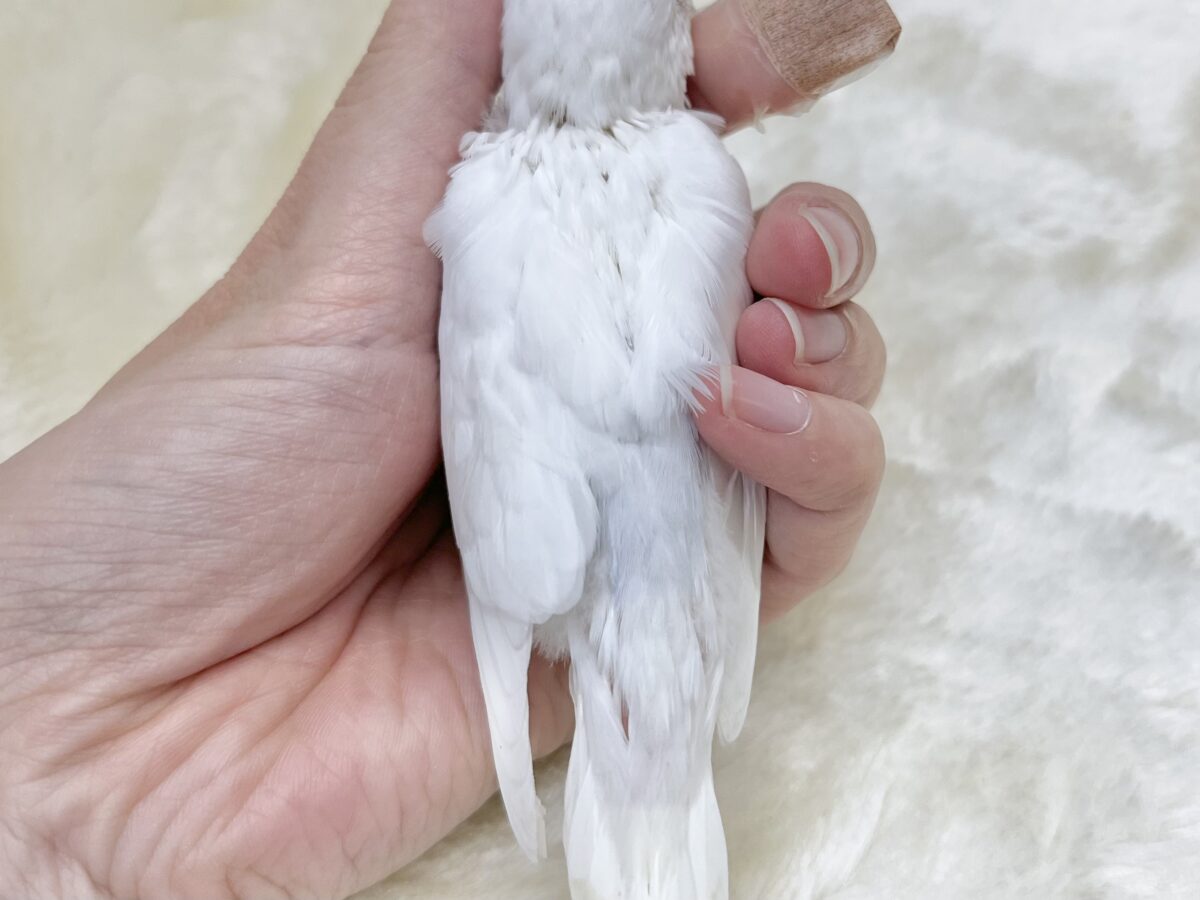 【🆙最新画像あり‼️】じーっと見つめます👀🎶 セキセイインコ(ダブルファクター) セキセイインコ