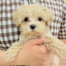 最新画像📸ハーフ犬（マルチーズ×トイプードル）女の子♪可愛く大変身！