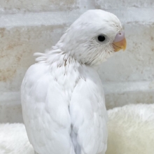 見返り美人☺️🎶　セキセイインコ（ダブルファクター）