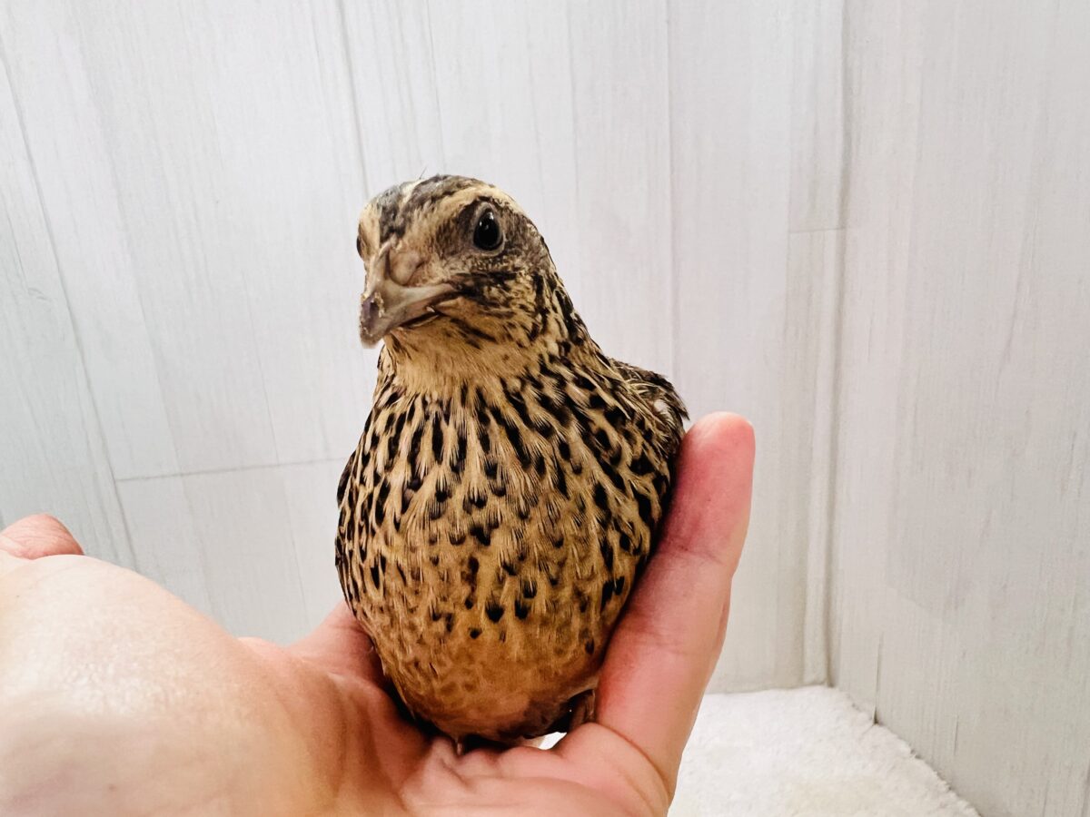 並ウズラ