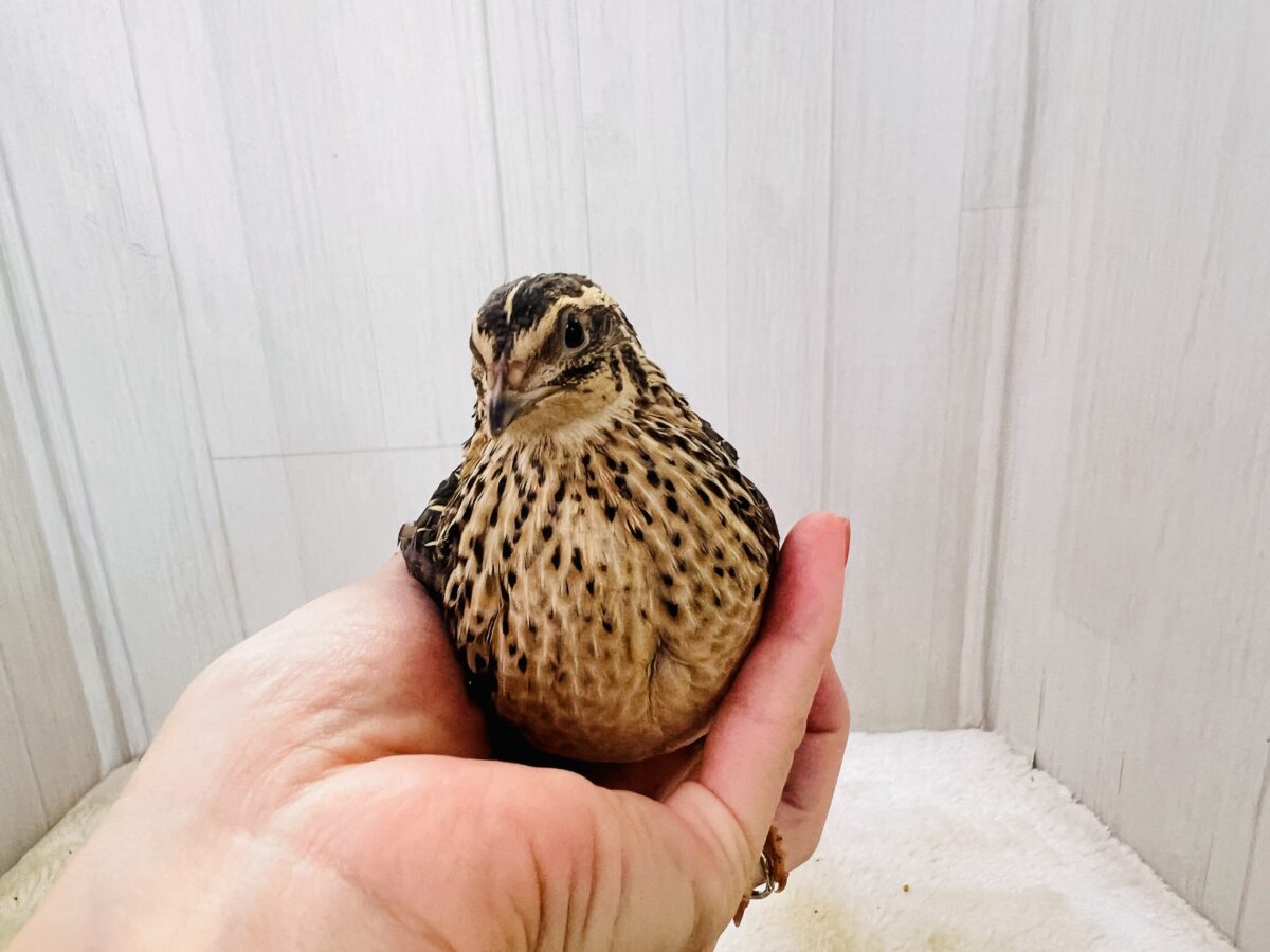 並ウズラ
