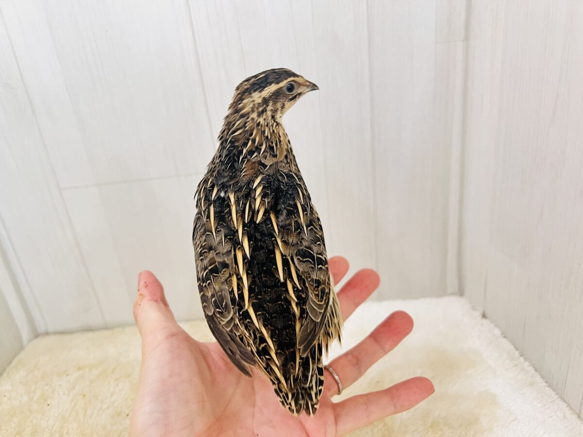 並ウズラ
