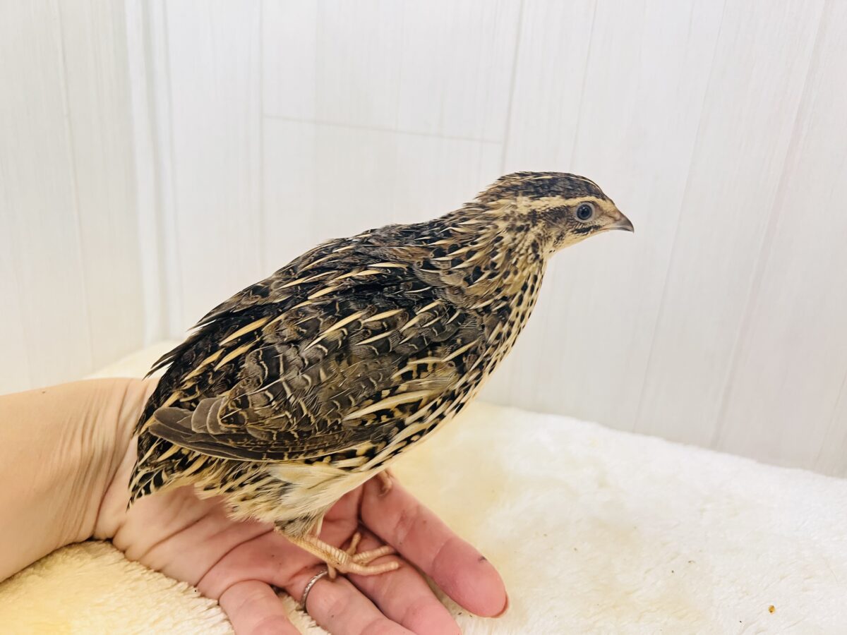 並ウズラ