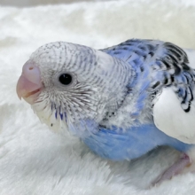 メリハリカラーが魅力的💙🤍🖤　セキセイインコ（パイド）