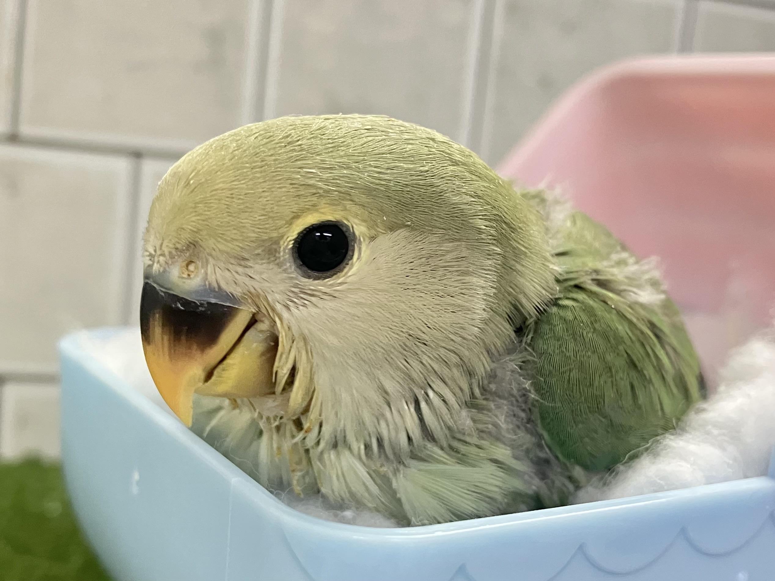 コザクラインコ（小桜インコ）
