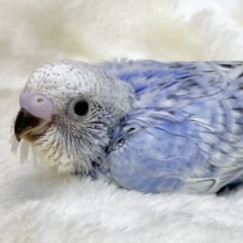 可愛いお顔のチビちゃん💕　セキセイインコ（スパングル）