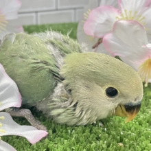 抜け感ハナマル🍥余裕のCLEAR🪞⟡.·*🌿‬コザクラインコ(ブルー/2026年3月生まれ)