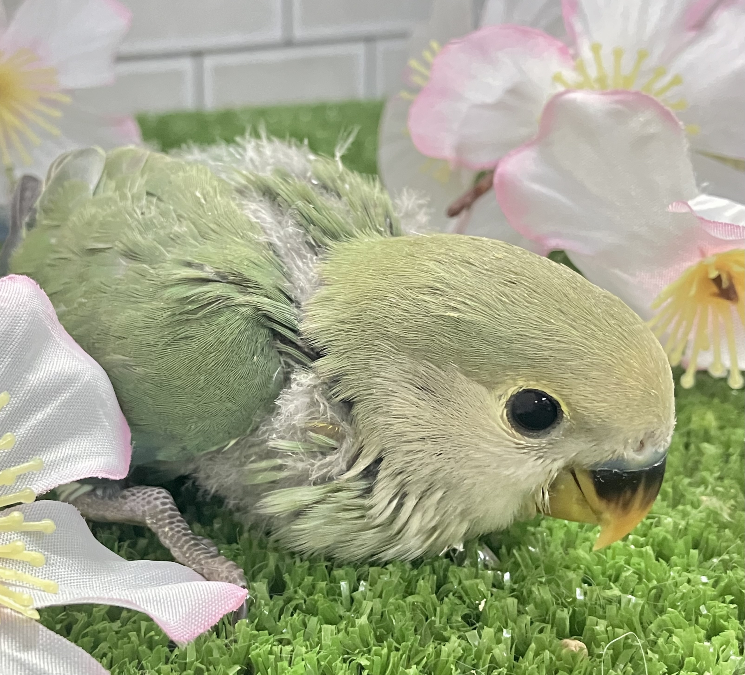 抜け感ハナマル🍥余裕のCLEAR🪞⟡.·*🌿‬コザクラインコ(ブルー/2026年3月生まれ)