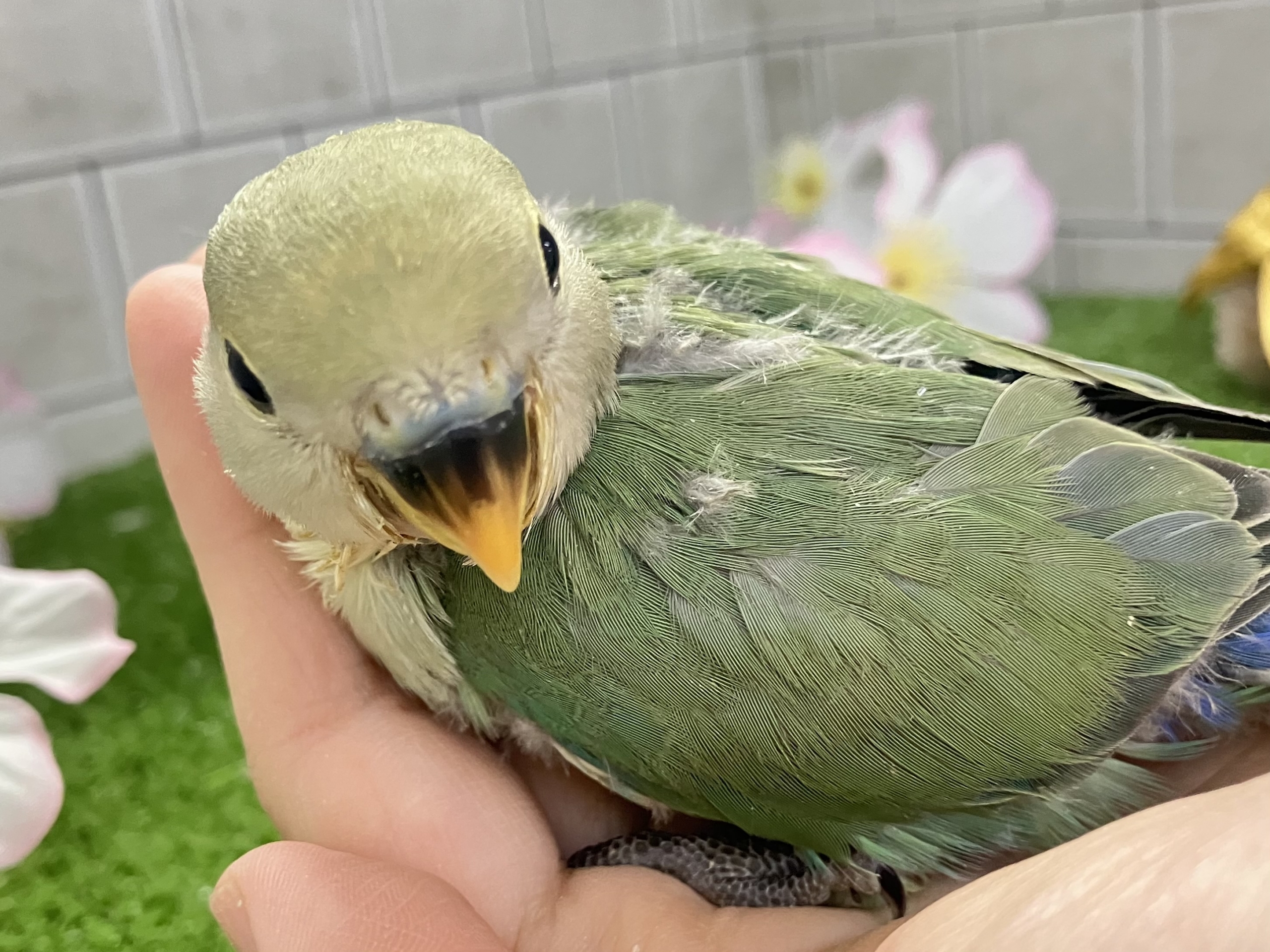 コザクラインコ（小桜インコ）