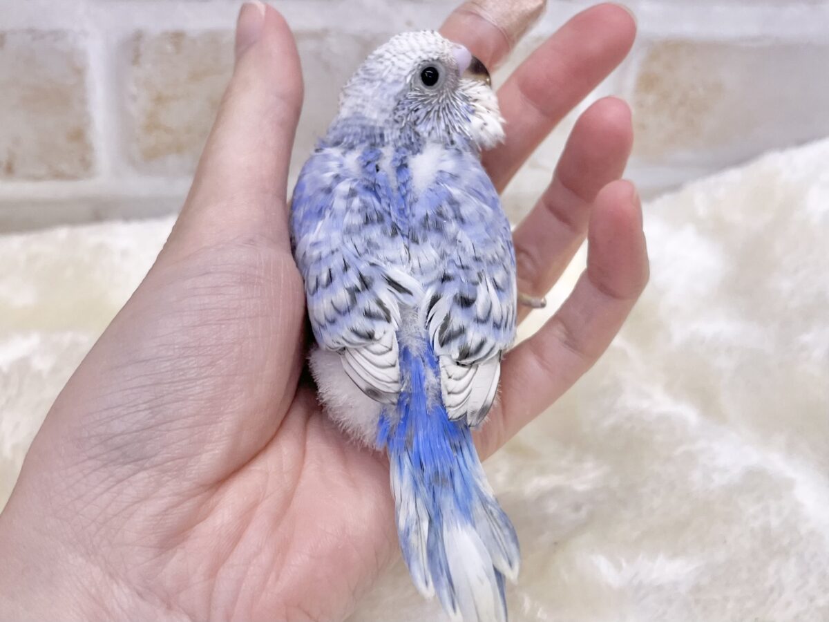 【🆙最新画像あり‼️】可愛いお顔のおっとりさん😌🩵✨ セキセイインコ(スパングル) セキセイインコ