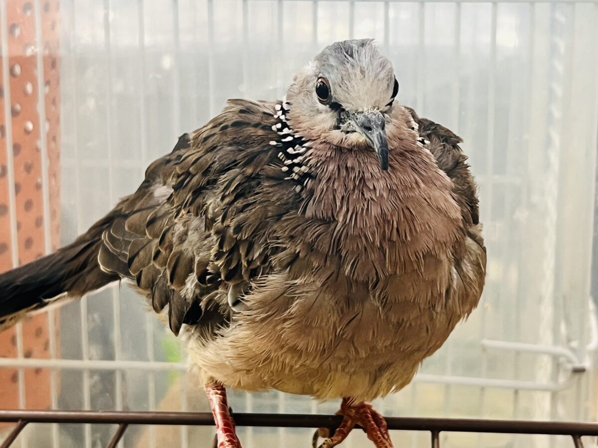 鹿の子バト